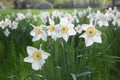 Daffodil flowers blooming in the spring