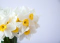 White daffodils. Spring freshness and gentle home aesthetics Royalty Free Stock Photo