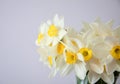 White daffodils. Spring freshness and gentle home aesthetics Royalty Free Stock Photo