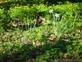 White daffodils on a spring lawn with yellow flowers Royalty Free Stock Photo