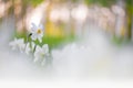 White daffodils in springtime, bokeh background Royalty Free Stock Photo