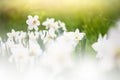 White daffodils, springtime meadow, bokeh background Royalty Free Stock Photo