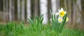 White daffodils in springtime. Defocused forest in the background. Royalty Free Stock Photo