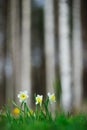 White daffodils, Narcissus, spring flower Royalty Free Stock Photo