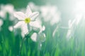 White daffodils in the sunlight on a beautiful blurred natural background. Soft selective focus. Royalty Free Stock Photo