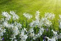 White Daffodils and sunshine.