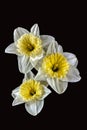 White Daffodils Royalty Free Stock Photo