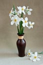 White daffodils in a vase