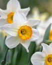 White Daffodils Royalty Free Stock Photo