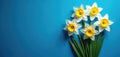 White daffodils with yellow centers, green leaves are arranged diagonally against solid blue background. Floral composition is Royalty Free Stock Photo