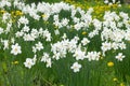 White daffodils with a yellow core are blooming in the garden. Large field of daffodils. Spring white and yellow flowers Royalty Free Stock Photo