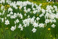 White daffodils with a yellow core are blooming in the garden. Large field of daffodils. Spring white and yellow flowers Royalty Free Stock Photo