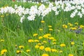 White daffodils with yellow dandelions bloom in the garden. Large field of daffodils. Spring white and yellow flowers Royalty Free Stock Photo