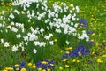 White daffodils, yellow dandelions and blue muscari bloom in the garden. Large field of flowers. Spring white yellow and blue Royalty Free Stock Photo
