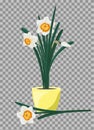 White daffodils in yellow flowerpot. Groving up narcissus flowers Royalty Free Stock Photo
