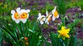 White daffodils with yellows and oranges middle groundon the flowerbed_