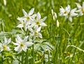 White daffs on a meadow