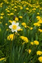 White dafodil Royalty Free Stock Photo