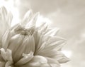 White Dahlia Royalty Free Stock Photo