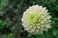 White dahlia in bloom in a garden