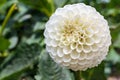 White dahlia in bloom in a garden