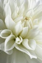 White dahlia blossom. Royalty Free Stock Photo