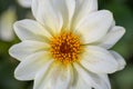 White dahlia Royalty Free Stock Photo