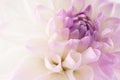 White dahlia close-up Royalty Free Stock Photo