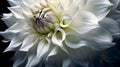 White dahlia with a delicate, intricate petal structure. AI-generated.