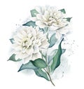 Watercolor Flowers. Dahlia Bouquet Royalty Free Stock Photo