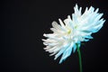 White dahlia flower Royalty Free Stock Photo