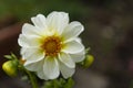 White dahlia flower, blooming in summer garden. Abstract floral summer background. Copy space. Royalty Free Stock Photo