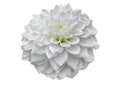 White Dahlia flower with bud, pattern petals, close up