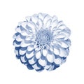 White dahlia flower chrysanthemum toned in classic blue color, isolate on white. An isolated dahlia flower, a large inflorescence