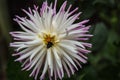 Golden Gate Park The Beginning of Spring 2018