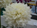 White dahlia flower head with perfect petals
