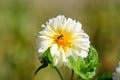 White dahlia flower and small bee in a garden in a sunny summer day, close up with soft focus Royalty Free Stock Photo