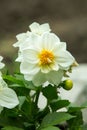 White dahlia flowers in the garden. Beautiful dahlia flower on a blurred green background. Blooming background of a blooming red Royalty Free Stock Photo