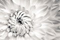 White dahlia fresh flower details macro photography. Black and white photo flower head emphasizing texture high key background Royalty Free Stock Photo