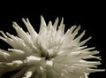 White Dahlia (isolated) Royalty Free Stock Photo