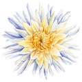 White Dahlia isolated on background. Watercolor flower botanical illustration. Floral artwork. Royalty Free Stock Photo