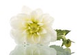 White dahlia isolated Royalty Free Stock Photo