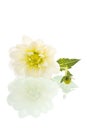 White dahlia isolated Royalty Free Stock Photo