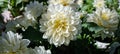 white dahlia pinnata flower in summer Royalty Free Stock Photo