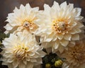 White Dahlias flowers art pnting are golden and white flowers wall art.