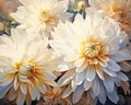 White Dahlias flowers art pnting are golden and white flowers wall art.