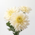 White Dahlias On White Background: Japanese Traditional Floral Photography