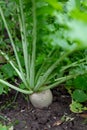 The white daikon fruit sticks out of the ground with lush greenery. Growing vegetables in the garden Royalty Free Stock Photo