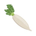 White daikon radish, flat style vector illustration isolated on white background