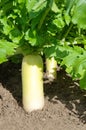 Daikon radish harvest in the vegetable garden Royalty Free Stock Photo